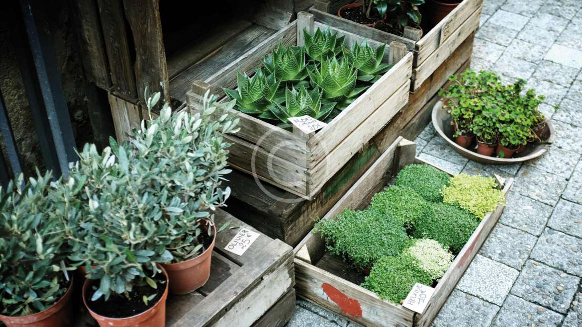 Holiday Gifts for Indoor Gardeners