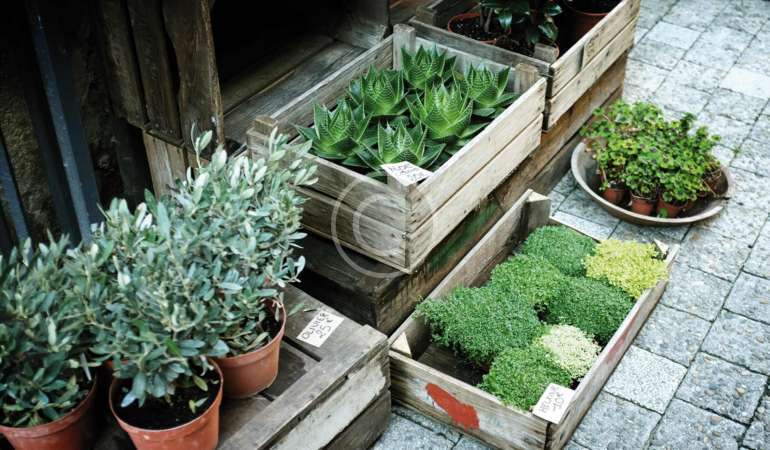 Holiday Gifts for Indoor Gardeners